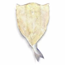 BACALHAU GADUS MORHUA KG